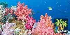 Кораллы у побережья Бразилии в опасности