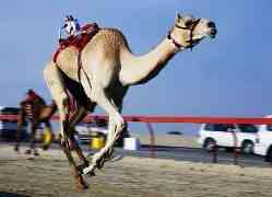 Верблюжьи бега – гордость Катара