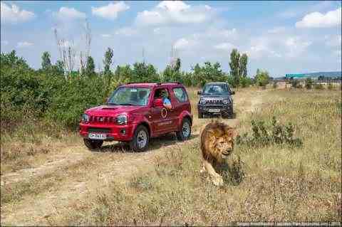 Львиный парк в Крыму