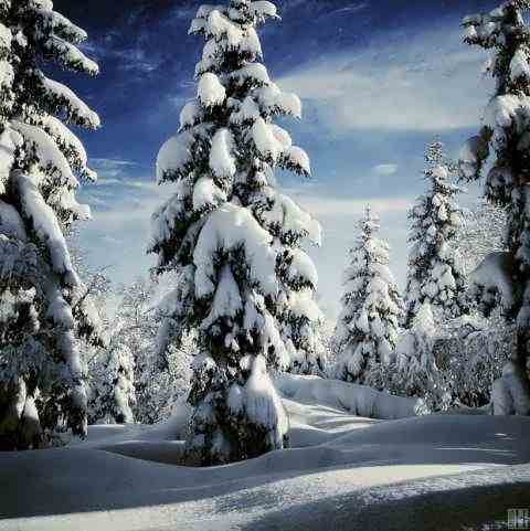 Снежная красота