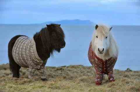 Шетландские пони в рекламе Шотландии