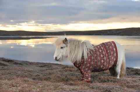 Шетландские пони в рекламе Шотландии
