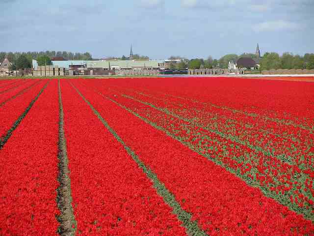 поле тюльпанов в голландии