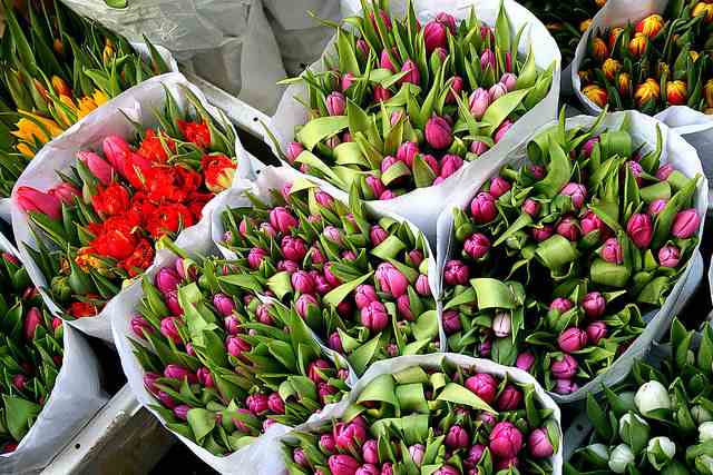 тюльпаны в амстердаме, цена
