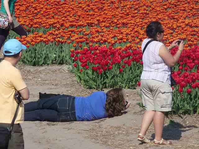 туристы и тюльпаны