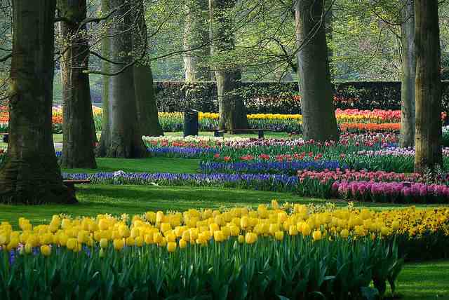 тюльпаны в голландском парке