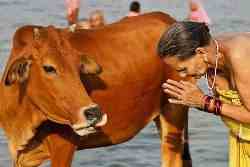 В Индии появилась новая профессия – ловцы коров!