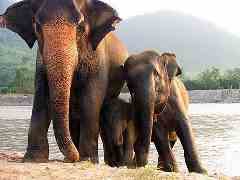 Что означает слон для тайцев?