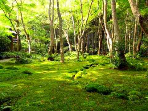 Японские сады мха