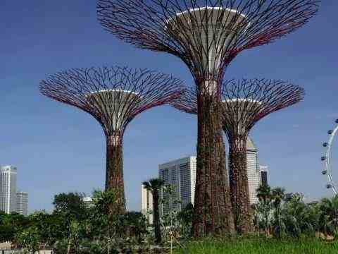 Необычные деревья в Сингапуре