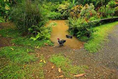 Гавайские сады. Здесь снимали фильм про динозавров
