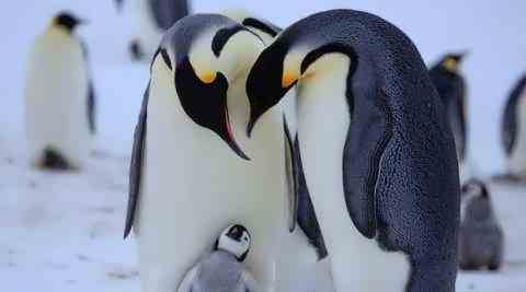 Подсматриваем за пингвинами