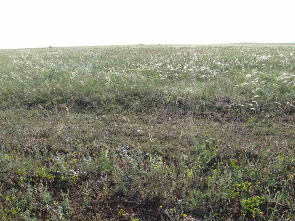 крымские травы