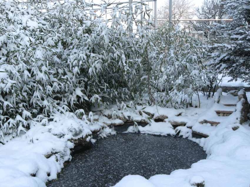 бамбуковый дворик в снегу