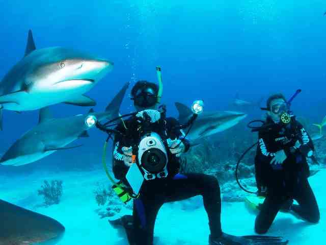 дайвинг с акулами на багамах