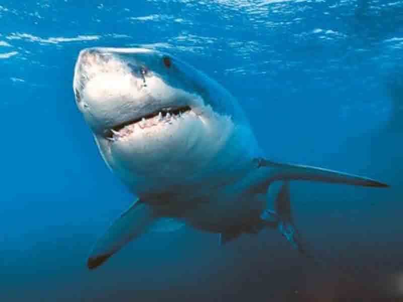 foto samaya bolshaya belaya akula акулы будут предупреждать о своем появлении с помощью sms