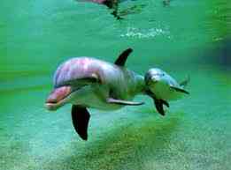 дельфин черноморский