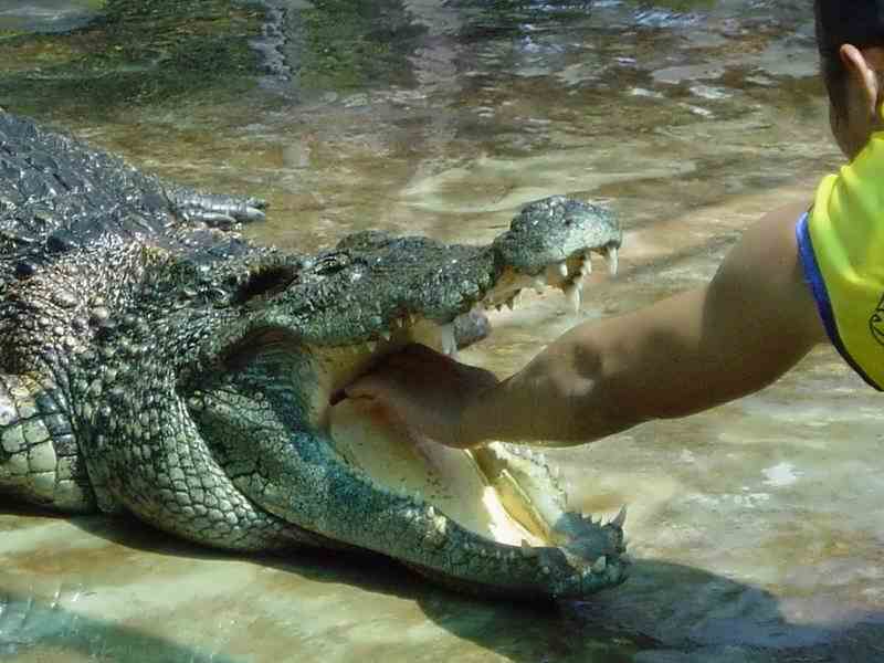 крокодиловый парк
