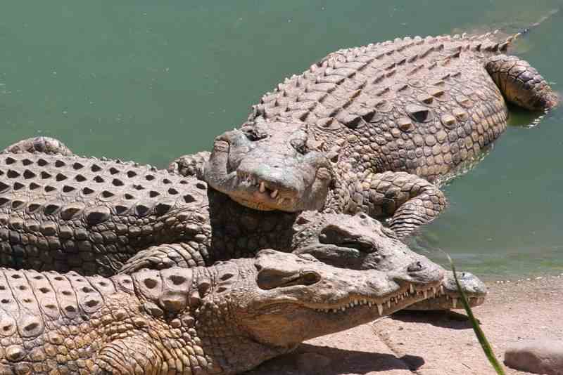фоерма крокодилов