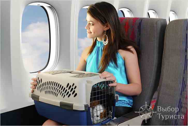 путешествие с животным на самолете