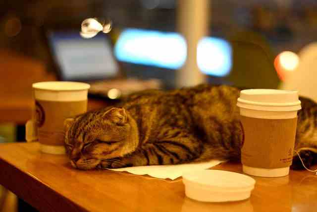 кошачье кафе в австрии